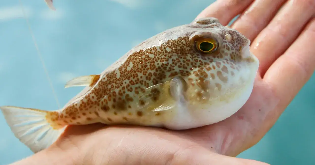 Fugu - Ryba, która może zabić? Poznaj prawdę!