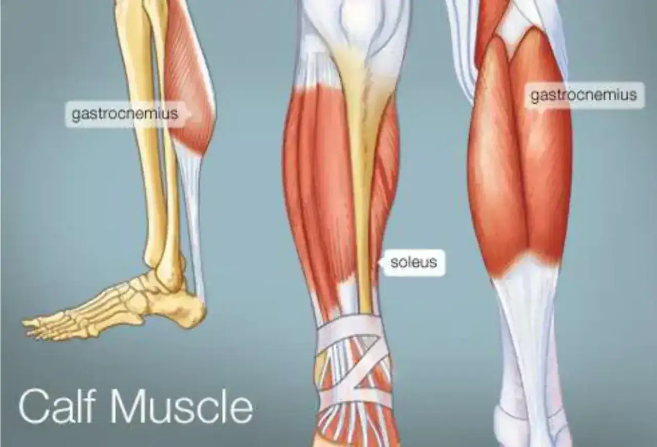 Anatomia łydki - Jak działa i dlaczego tak często boli?