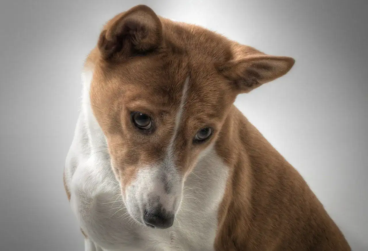 Basenji w Polsce - ile kosztuje szczeniak i co sprawdzić?