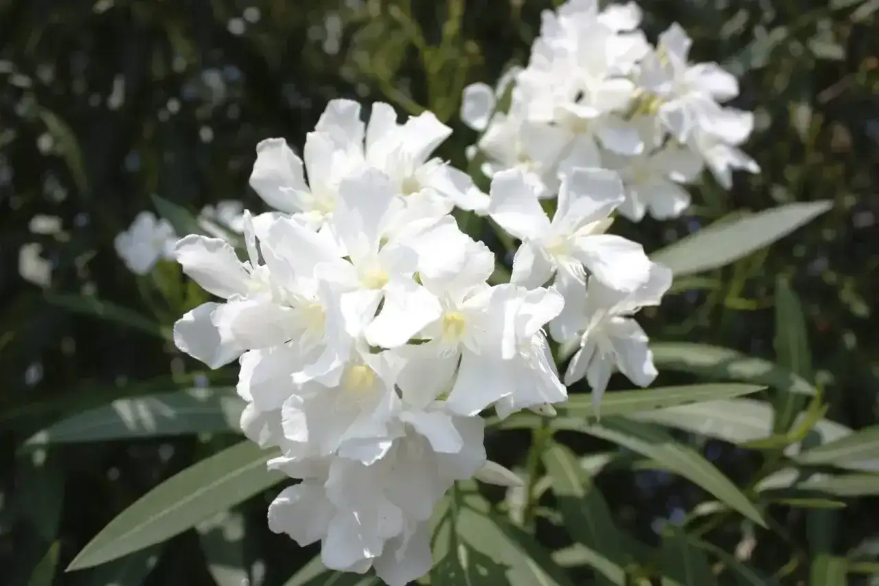 Oleander - Kolory i odmiany. Jak wybrać idealny odcień?