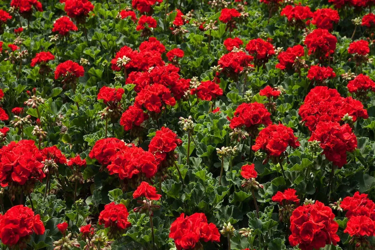 Pelargonia Calliope - jak ją uprawiać, by długo kwitła?