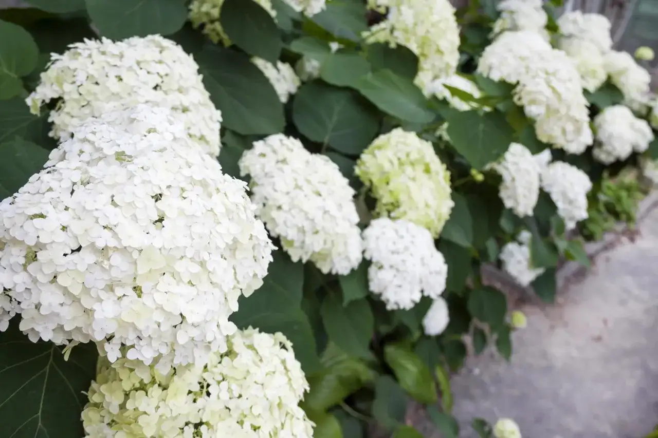 Hortensja Annabelle – Gdzie sadzić, by kwitła obficie?