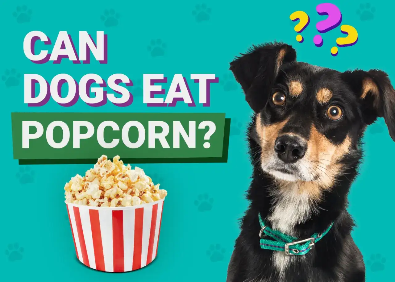 Czy pies może jeść popcorn? Bezpieczeństwo i porady weterynarza
