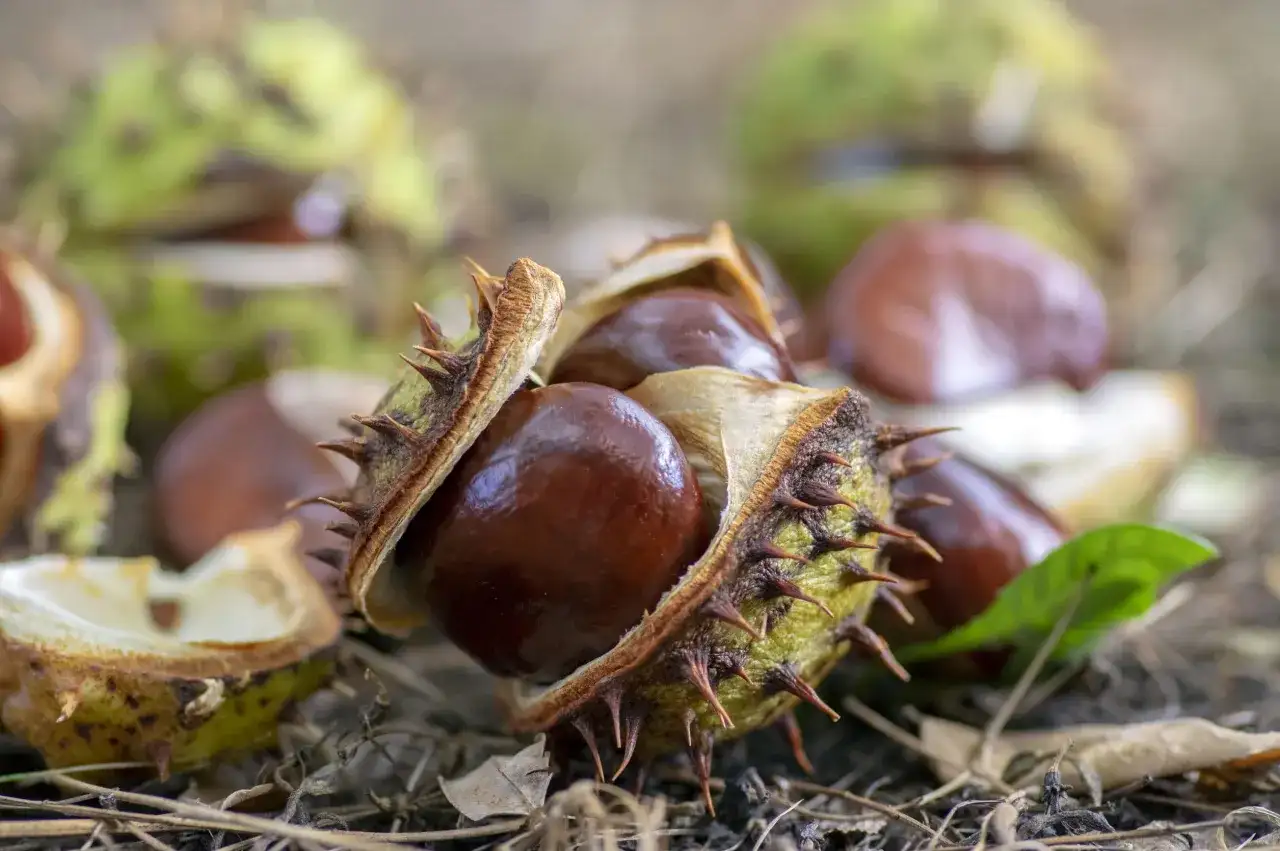 Aescyna - kiedy pomaga, a kiedy szkodzi? Poradnik
