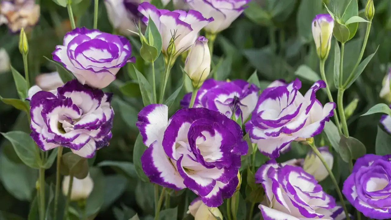 Eustoma w doniczce - jak dbać, by długo kwitła?