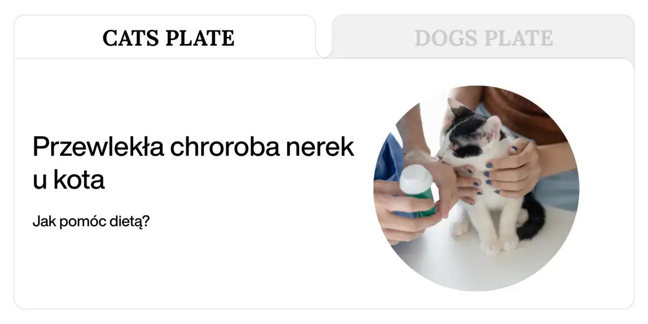 Niewydolność nerek u kota - Jak rozpoznać ciche objawy i pomóc?