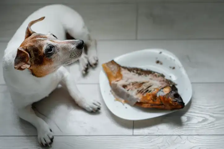 Czy pies może jeść rybę wędzoną? Dowiedz się, jakie są zagrożenia