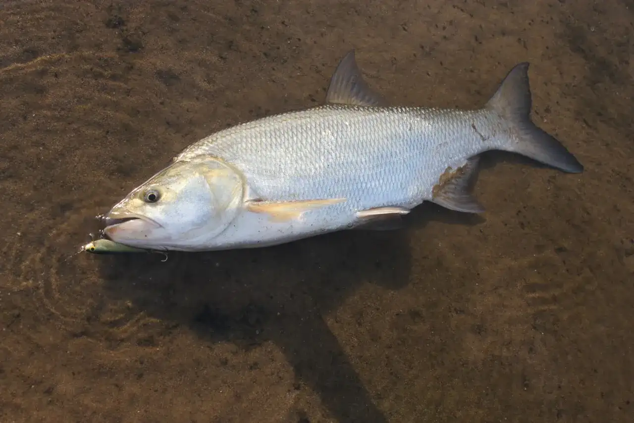 Ryby morskie Bałtyku - gatunki, łowiska i sprzęt