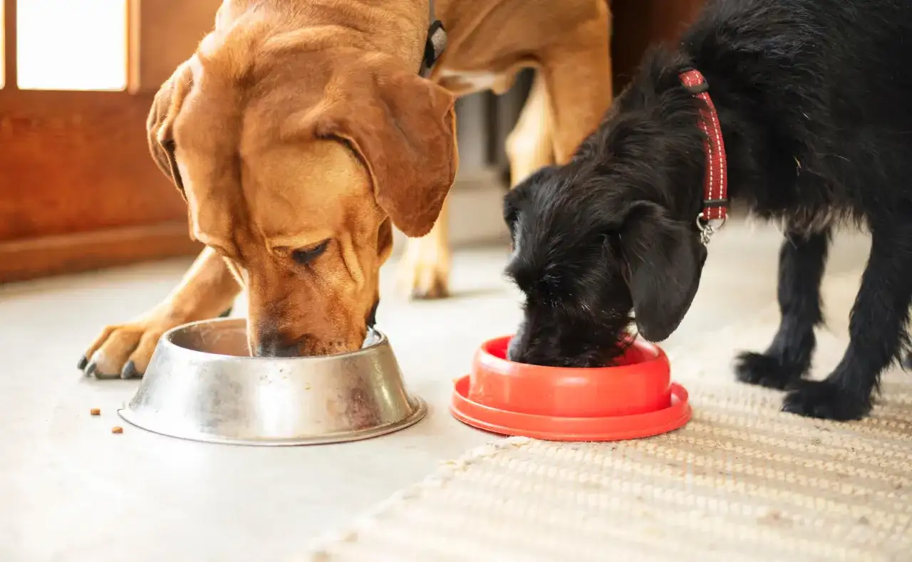 Perros grandes - Guía completa para una convivencia feliz