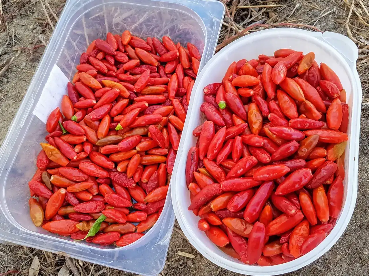 Jak dobrać ostrość sosu piri-piri? Sprawdzone sposoby!