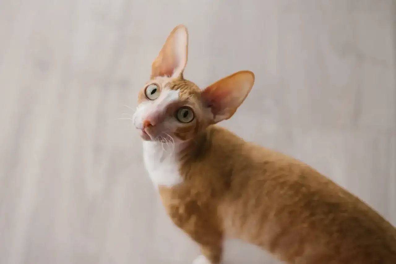 Cornish Rex - Ile kosztuje i jak nie przepłacić?