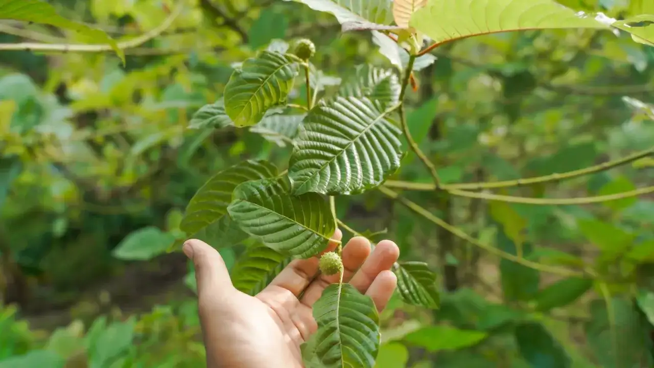 Kratom - czy to bezpieczne zioło? Prawda o działaniu i ryzyku