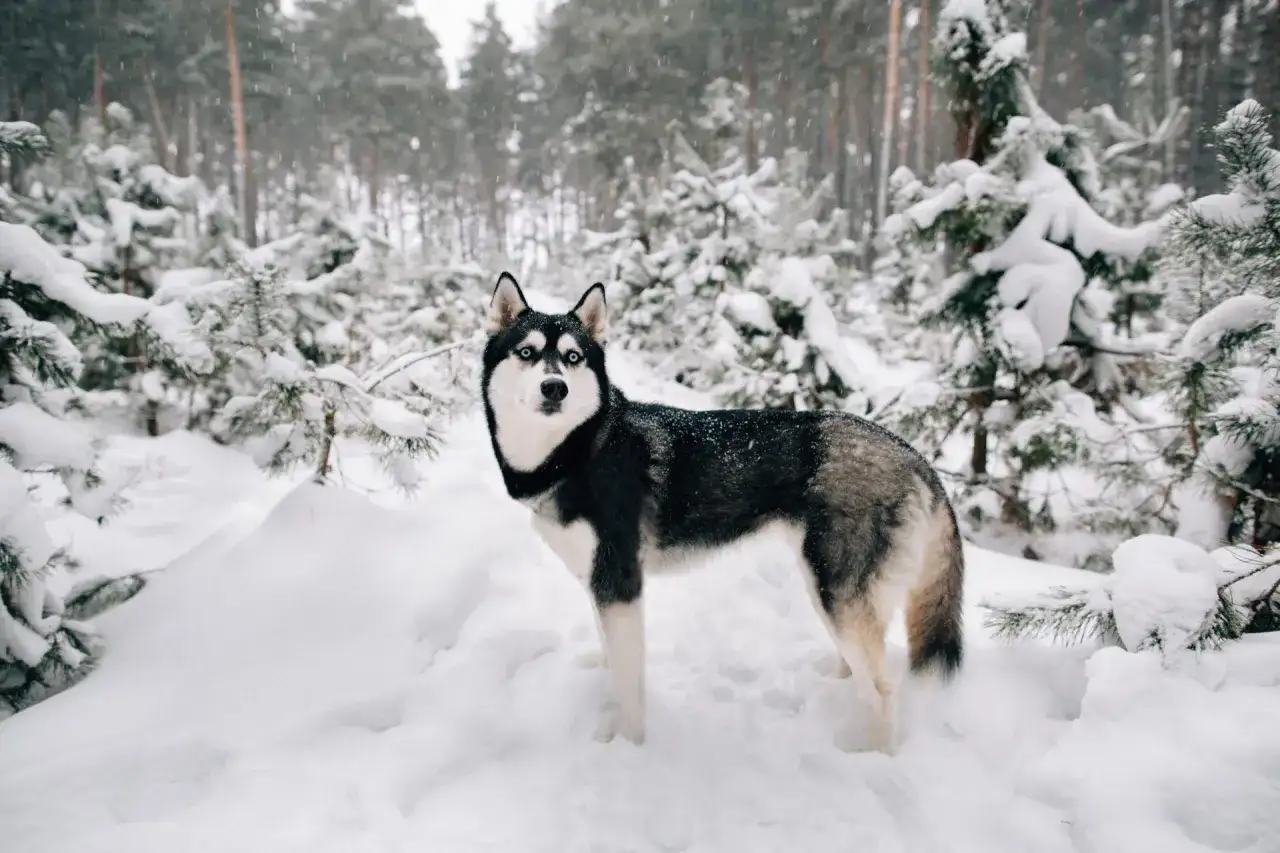 Syberyjski pies to nie tylko husky - Poznaj rasy i ich wymagania