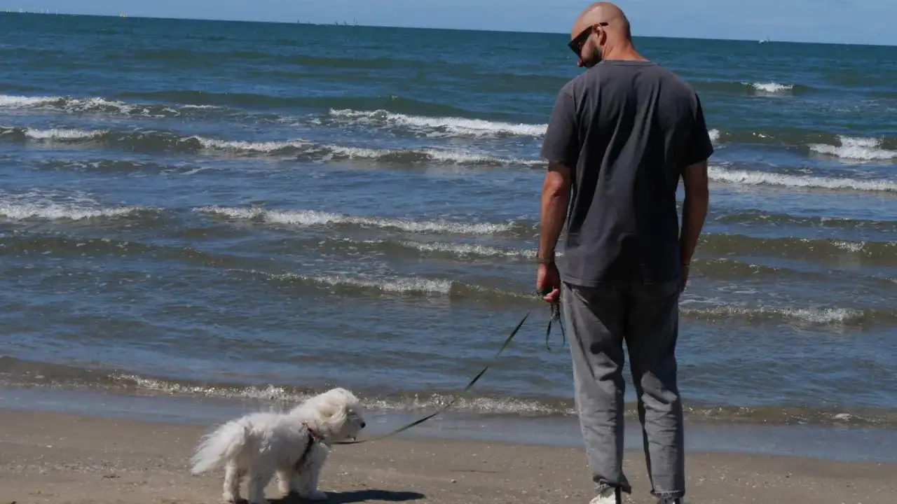 Chiens au Grau-du-Roi - plages autorisées et règles à connaître