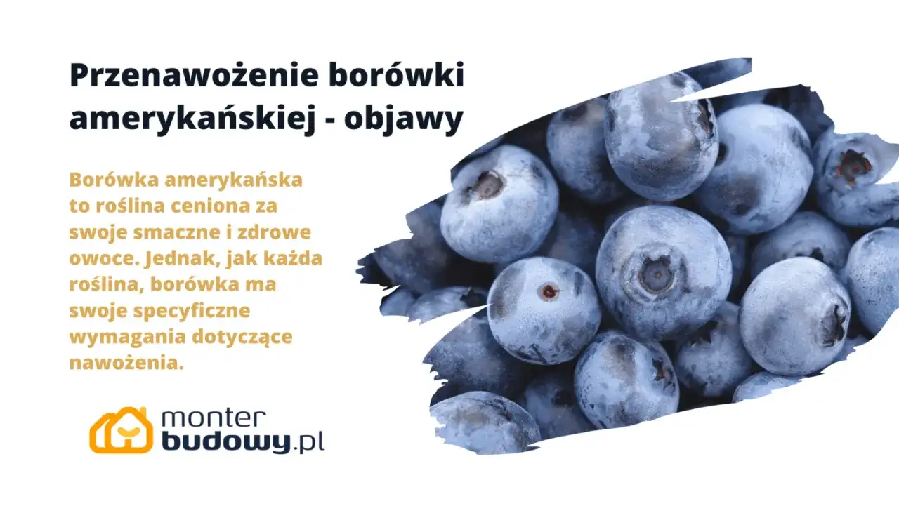 Borówka przenawożona? Rozpoznaj objawy i uratuj krzew!