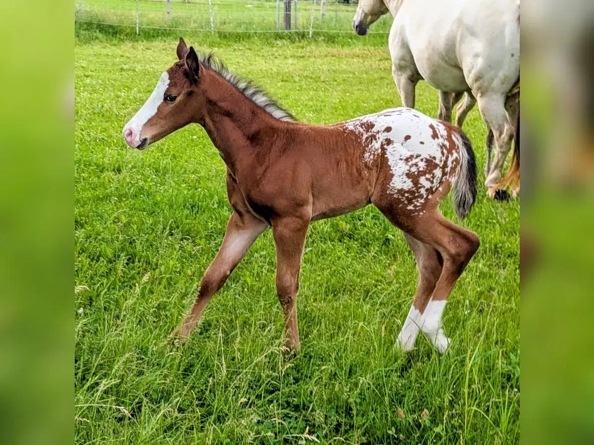 Appaloosa - jak rozpoznać rasę i zadbać o nią?