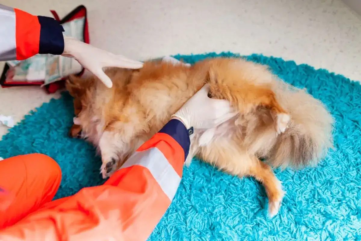 Hund blutende Kralle - Erste Hilfe & wann zum Tierarzt?