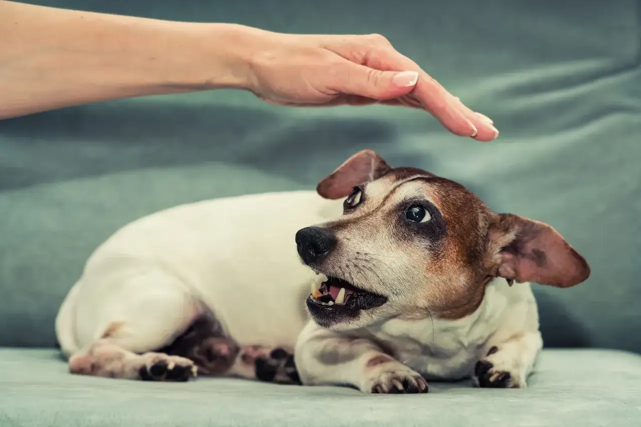Chien agressif - repérer les signaux et réagir sans aggraver