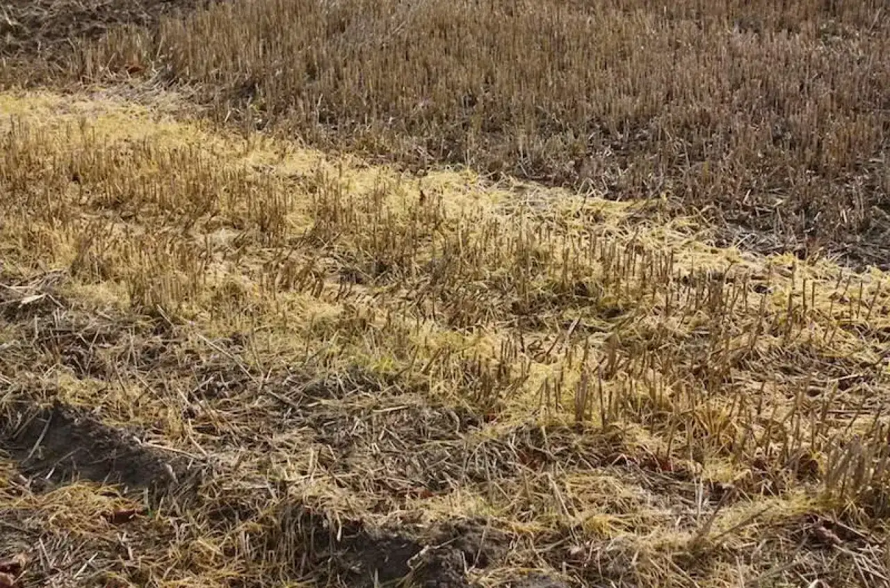 Oprysk glifosatem przed siewem - Ile dni czekać?