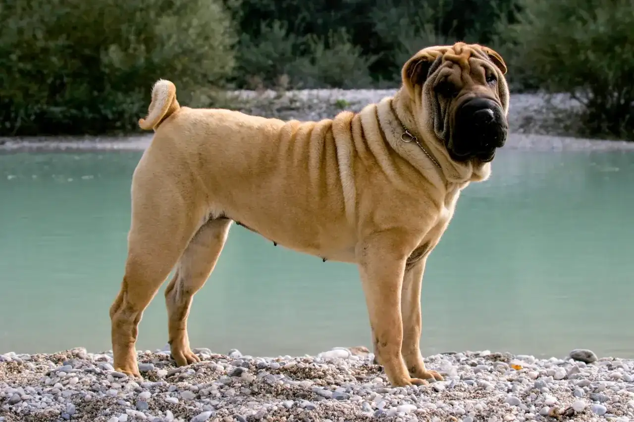 Shar pei długowłosy - Wyjątek czy wada wzorca? Jak o niego dbać?