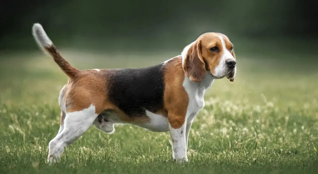 Usposobienie beagle’a - czego naprawdę potrzebuje ten pies?
