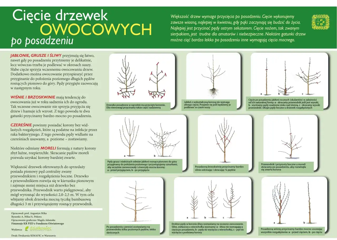 Kiedy przycinać drzewa owocowe? Poradnik krok po kroku