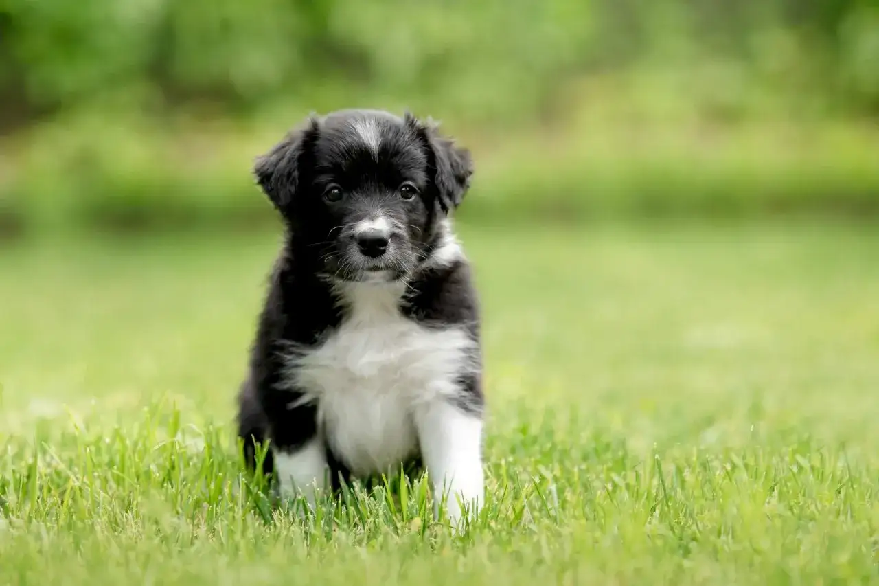 Border collie miniaturka - czy taka rasa istnieje? Poznaj fakty