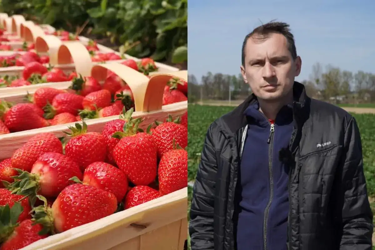 Truskawka Rumba - uprawa, która się opłaca? Sprawdź!