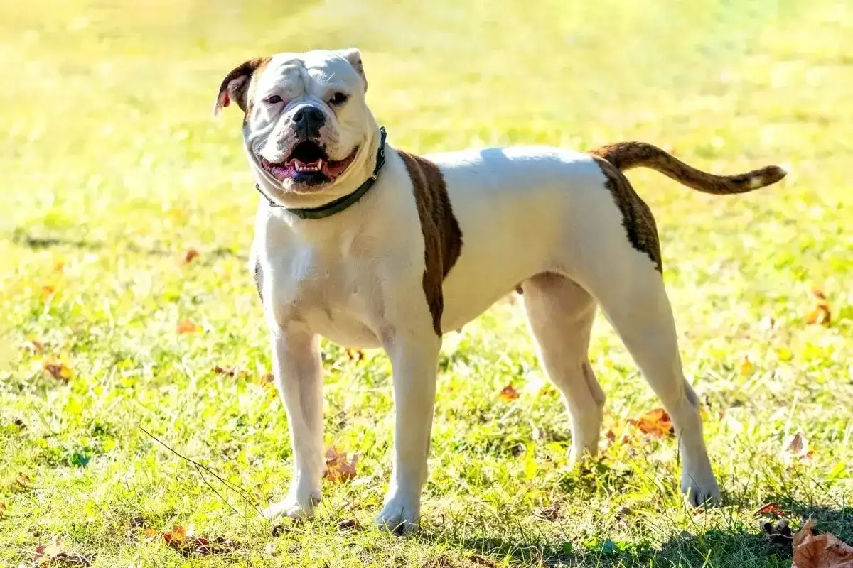 Buldog amerykański agresywny? Prawda o rasie i wychowaniu