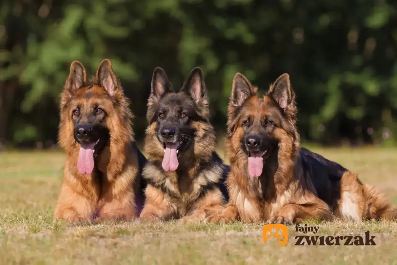 Imię dla owczarka niemieckiego - Wybierz idealne dla psa!