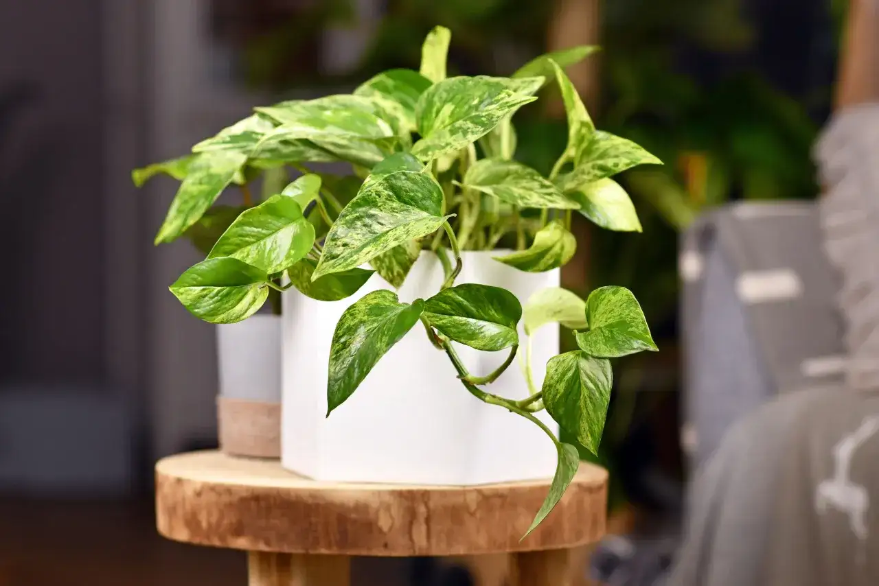 Plante pour chambre - Le guide pour un choix facile et durable