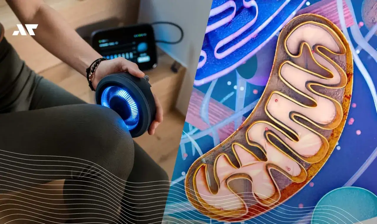 Mitochondria - elektrownie komórek. Jak działają i co wspierać?