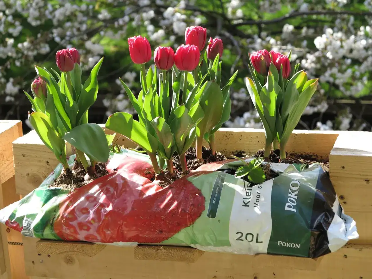 Bulbes de printemps à planter au balcon pour fleurir tout l’été