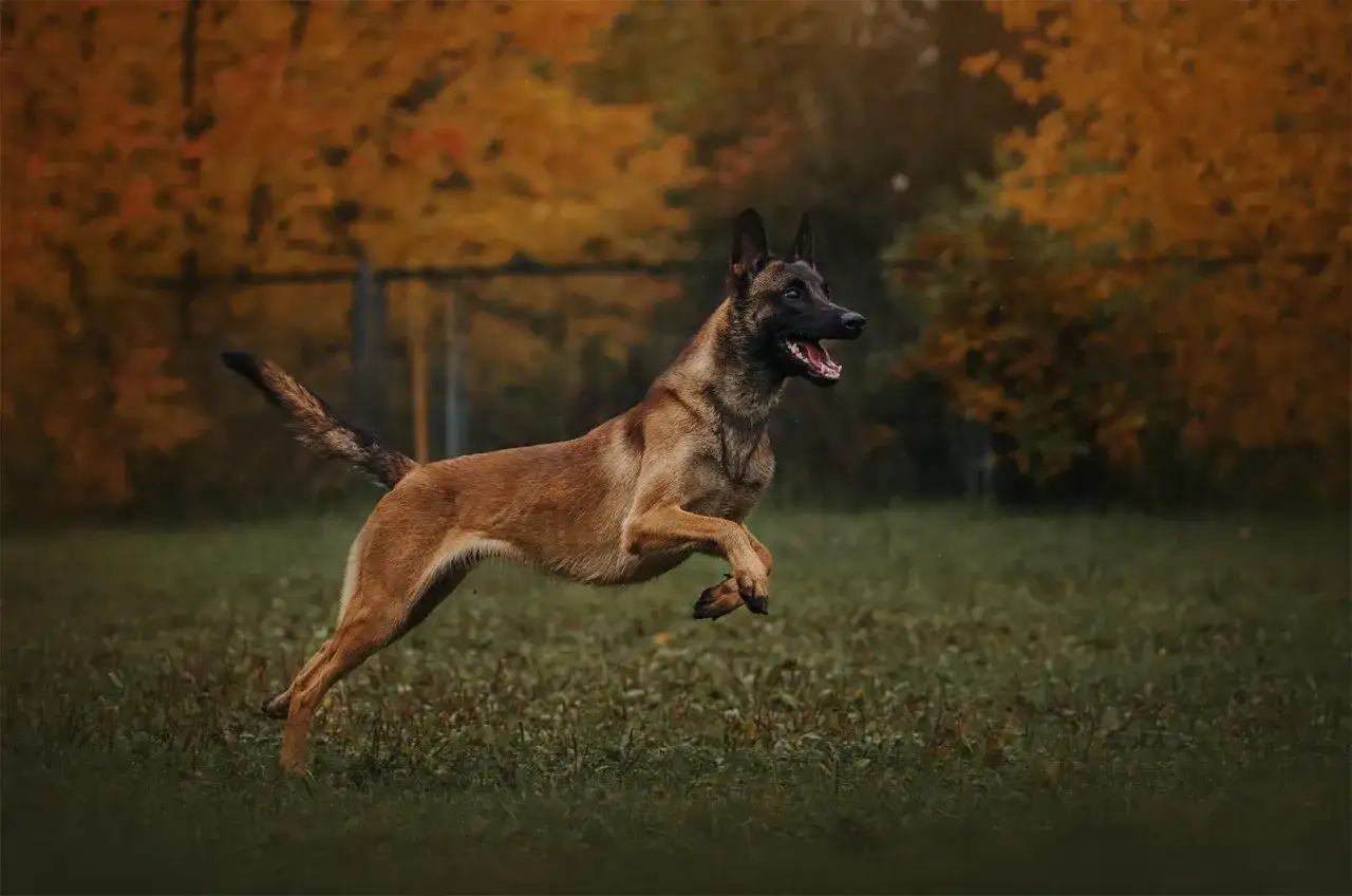 Owczarek belgijski malinois - pies do zadań specjalnych czy do domu?