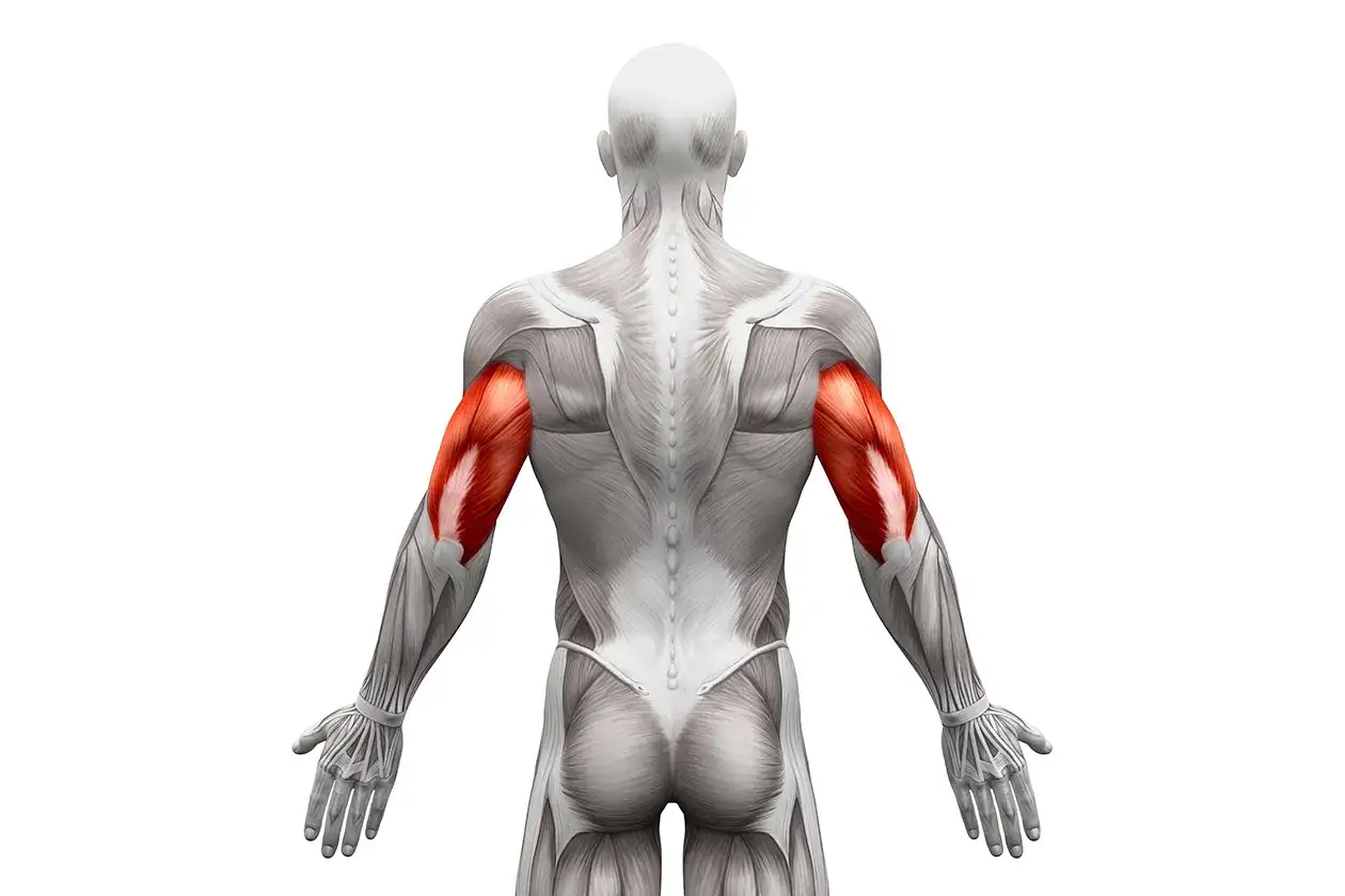 Triceps - Anatomia, Funkcje i Trening. Co musisz wiedzieć?