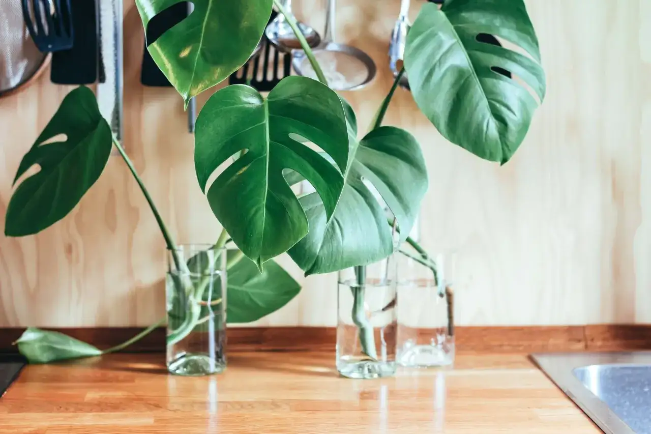 Monstera - uprawa i pielęgnacja. Jak mieć piękne liście?