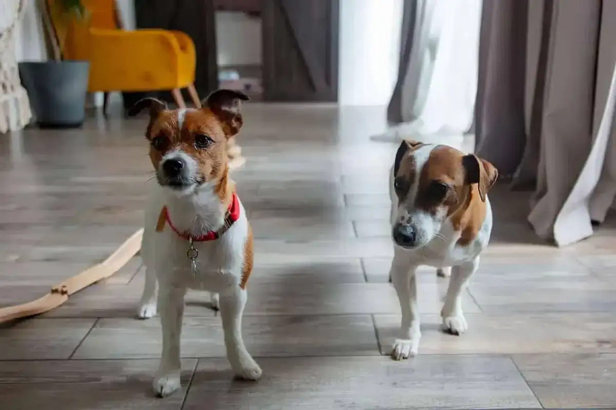 Jack Russell Terrier - Wady, zdrowie i charakter. Czy dasz radę?