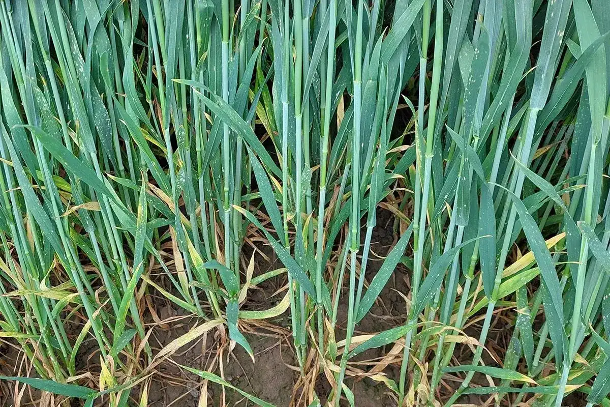 Choroby głowniowe zbóż - Rozpoznaj i zwalcz, zanim stracisz plon