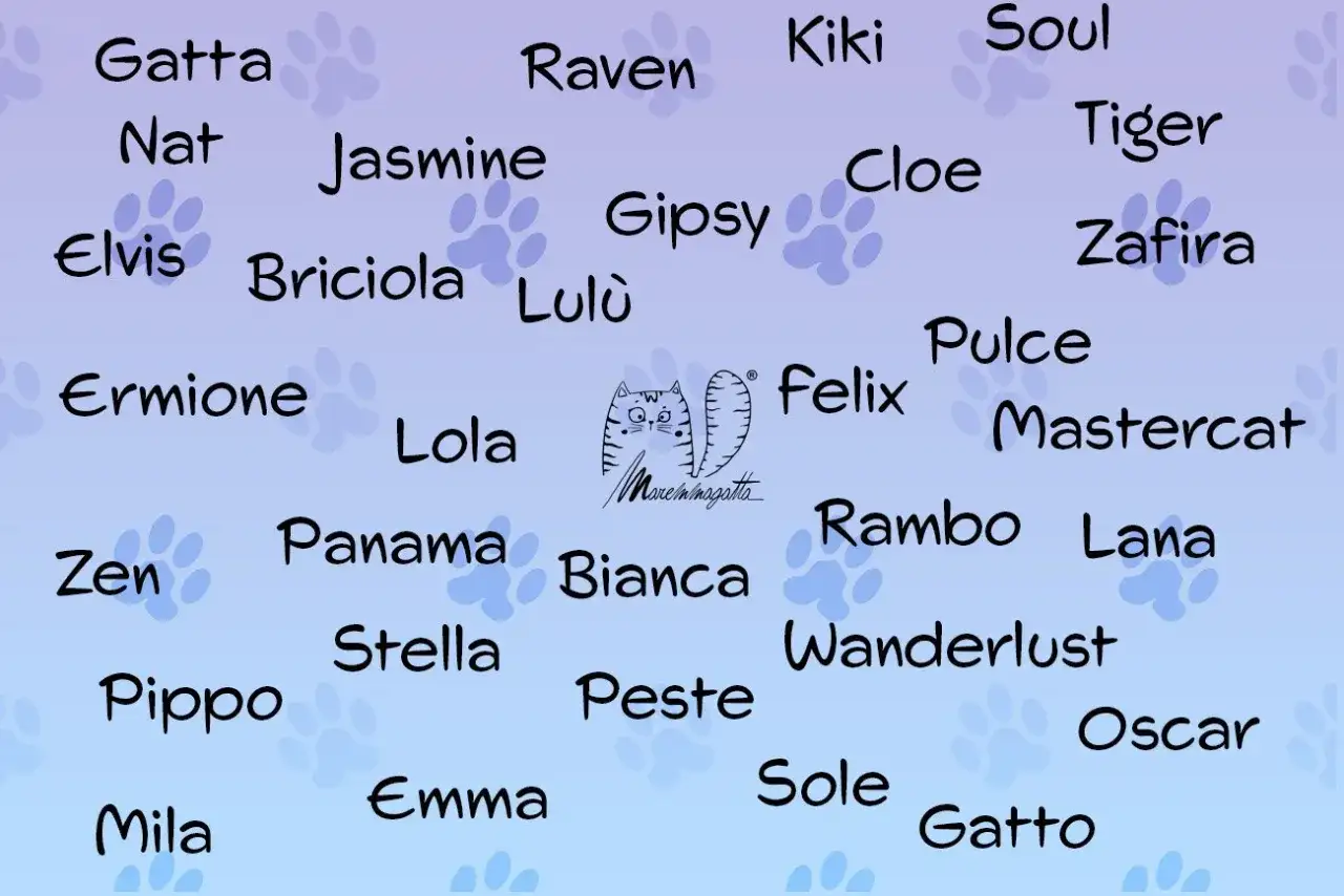 Nomi per Gatti - Scegli quello perfetto: Guida pratica