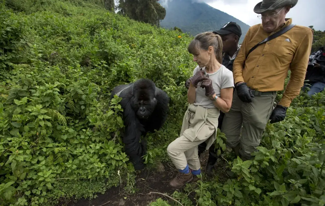 Uganda - Jak zaplanować safari i trekking goryli?