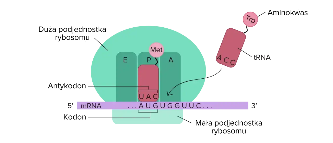 Translacja - biologia vs. geometria. Rozwiąż zagadkę!