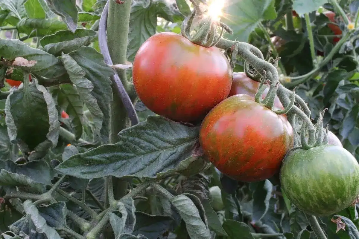 Tomates- Les 5 gestes clés pour une récolte abondante