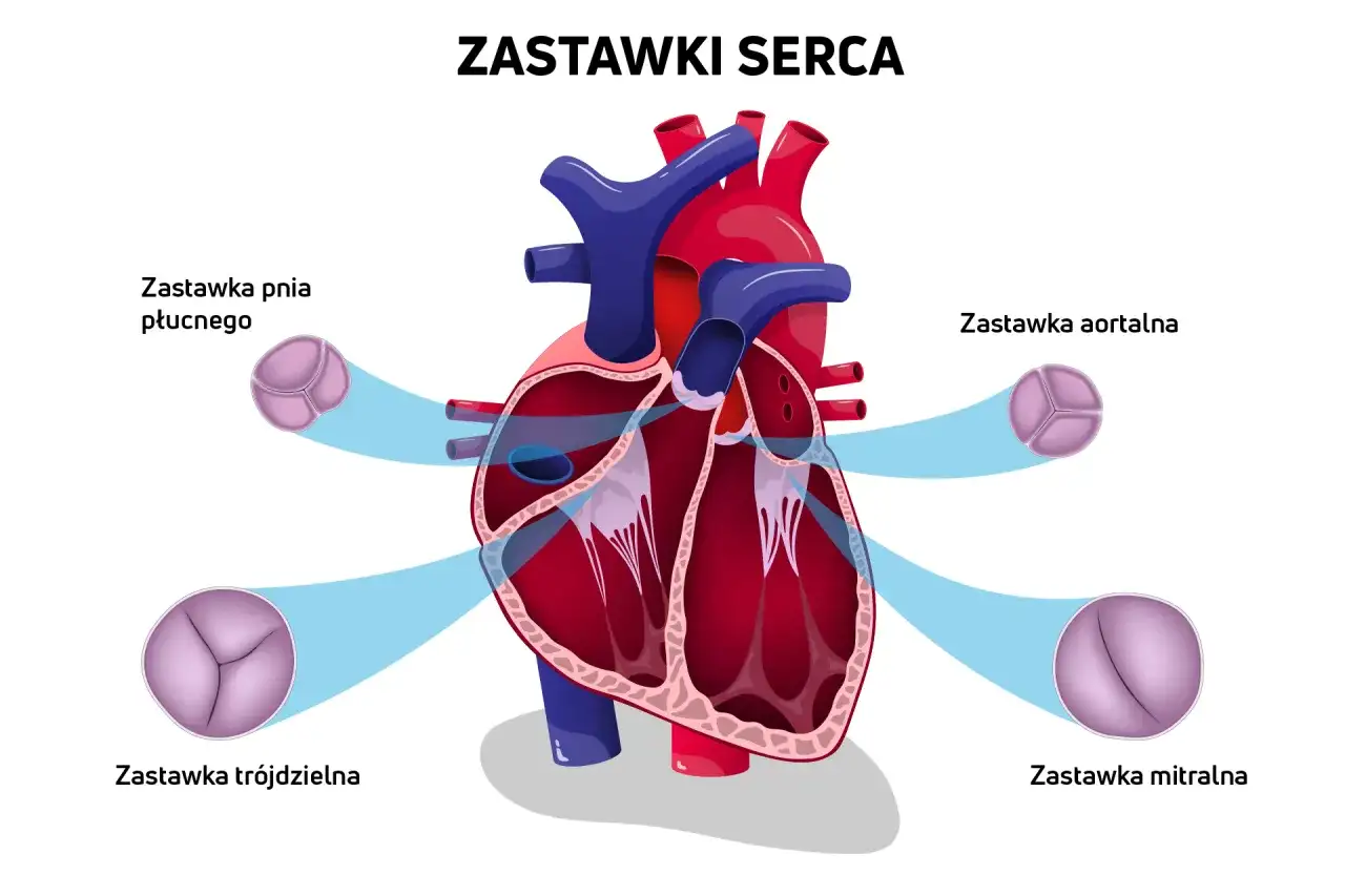 Zastawka mitralna – jak działa i kiedy wymaga uwagi?
