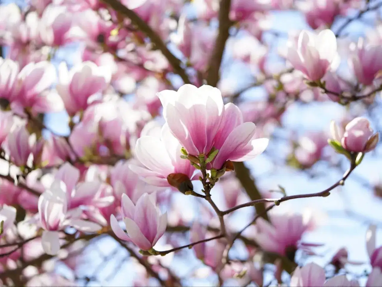 Czego nie lubi magnolia? Unikaj tych błędów, by pięknie kwitła!