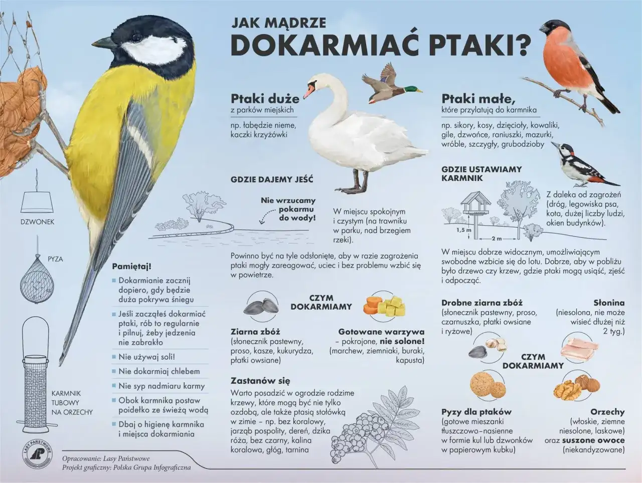 Co jedzą gołębie? Bezpieczne ziarna i błędy w dokarmianiu
