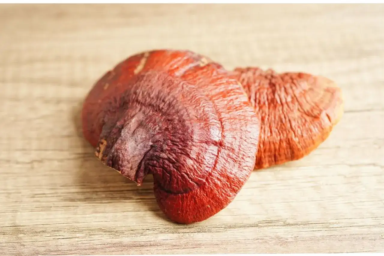 Reishi na odporność i stres? Co naprawdę daje suplementacja