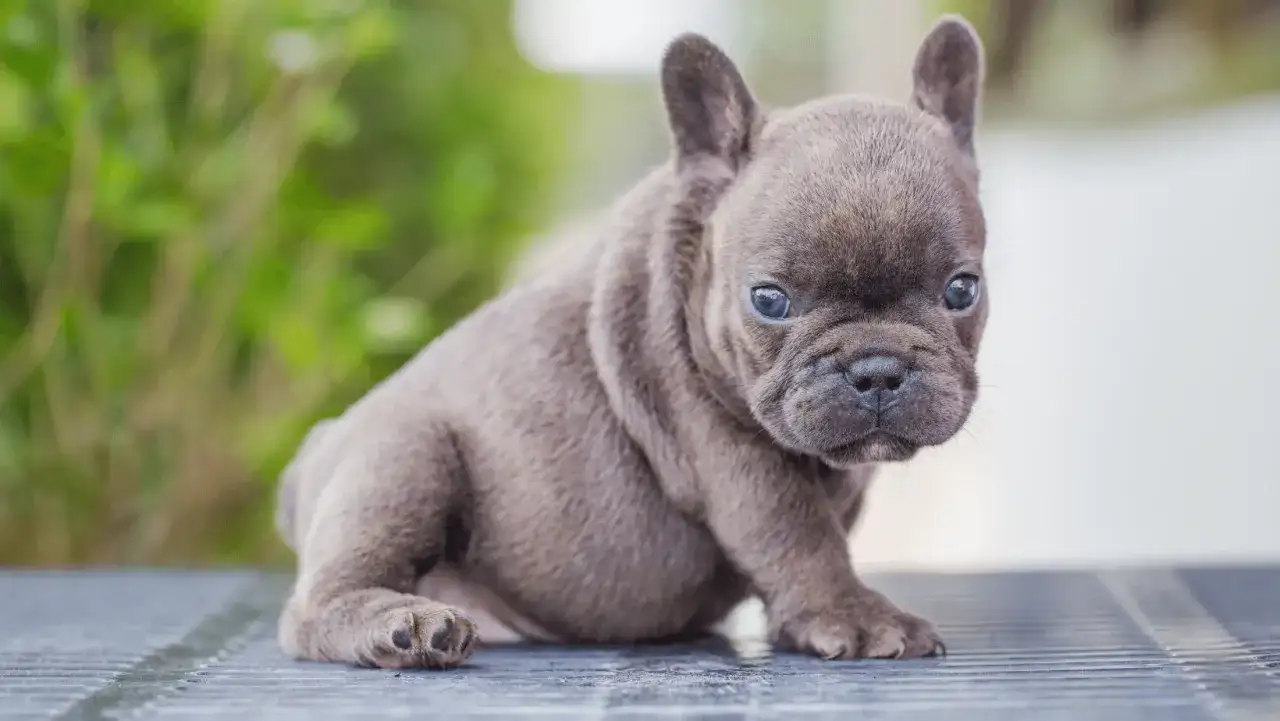 Buldog francuski miniaturka - Mit czy realna odmiana rasy?