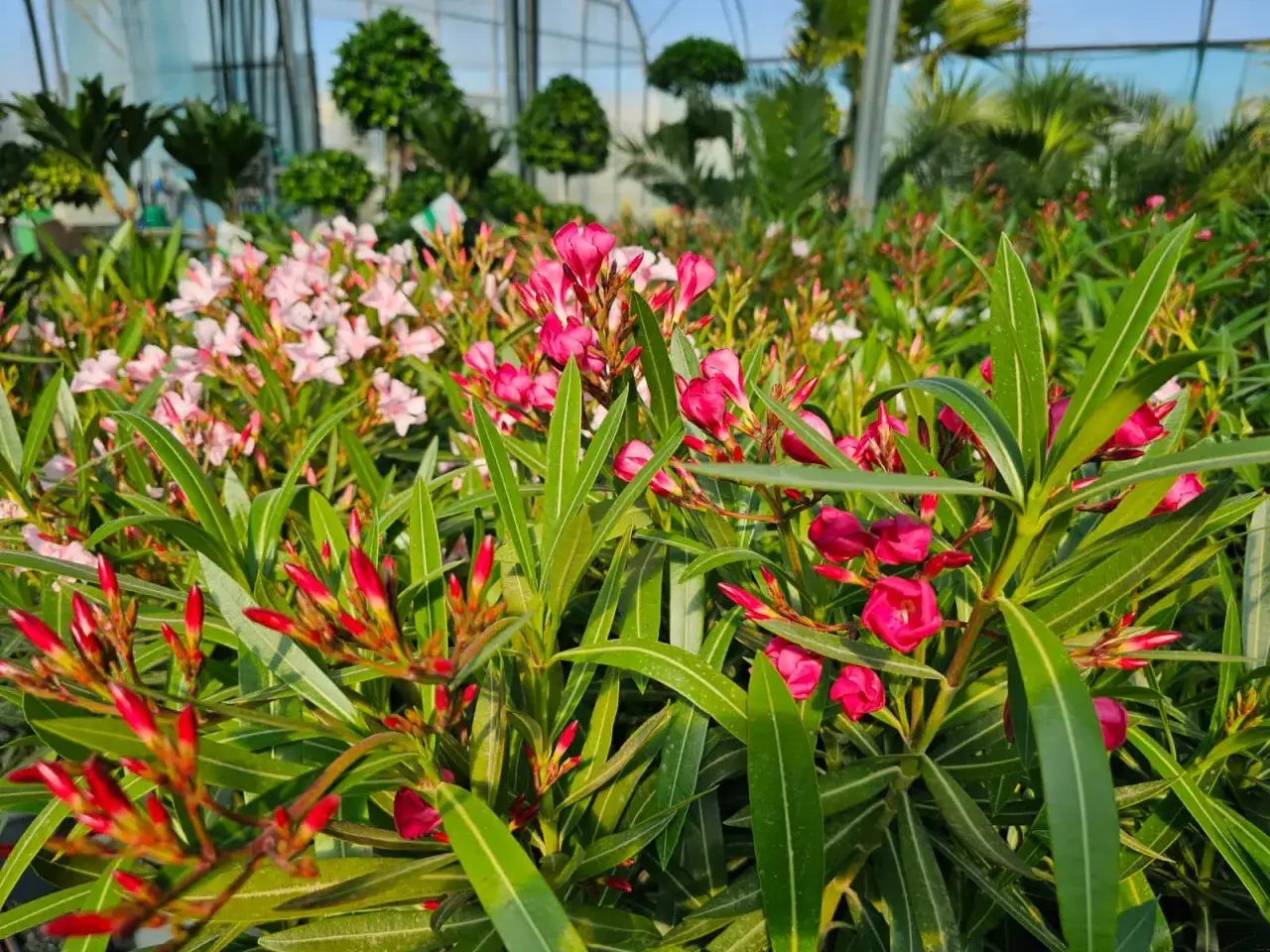 Oleander - kolory, które naprawdę zobaczysz. Jak wybrać?