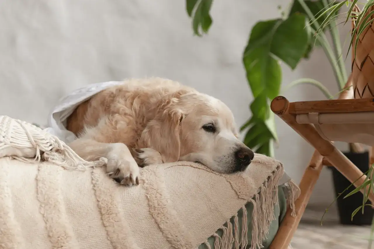 Ventre de chien qui gargouille - Quand s'inquiéter ?