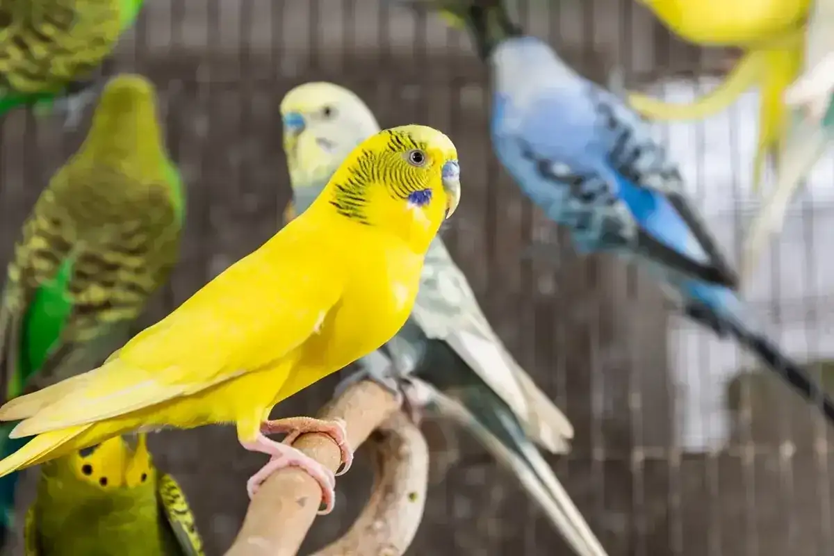 Ile żyją papugi? Poznaj różnice między gatunkami